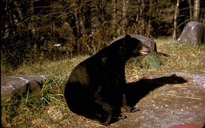 Image of Ecology